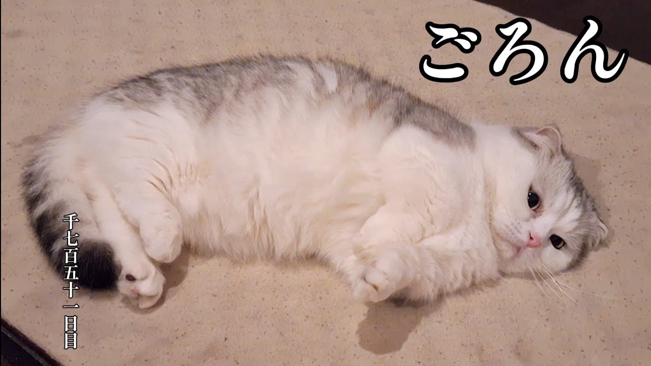 ごろん　こねこ成長日記　千七百五十一日目