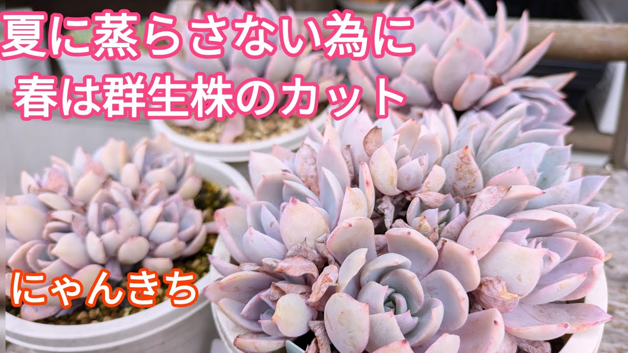 【多肉植物】夏に向けて群生株の大事なお手入れ😊