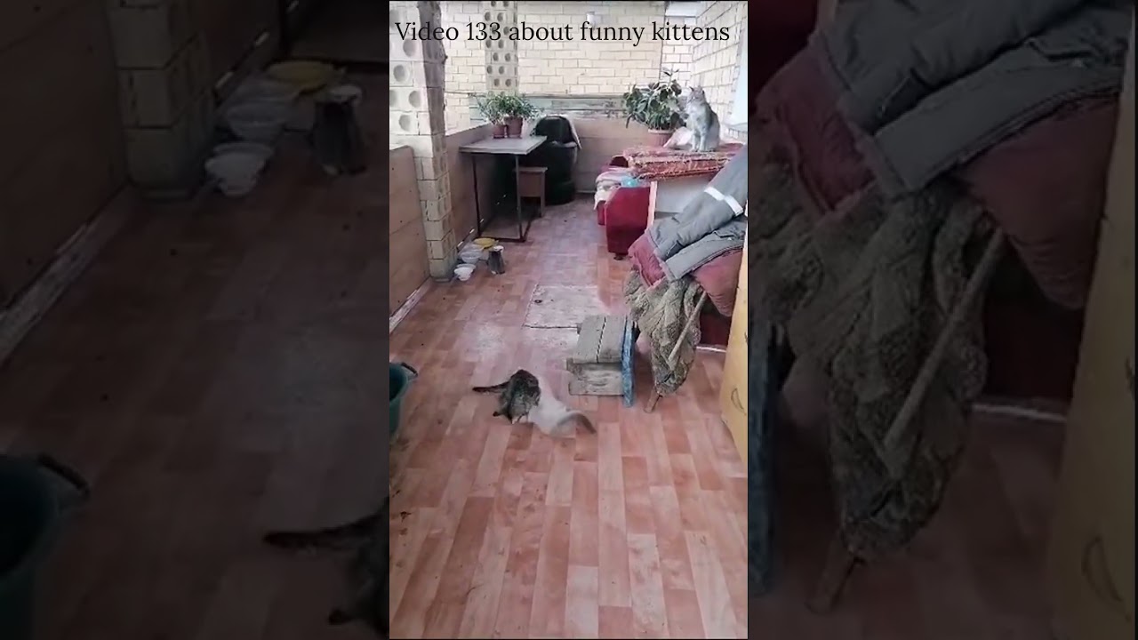 Video 133 about funny kittens #video #about #funny #kittens