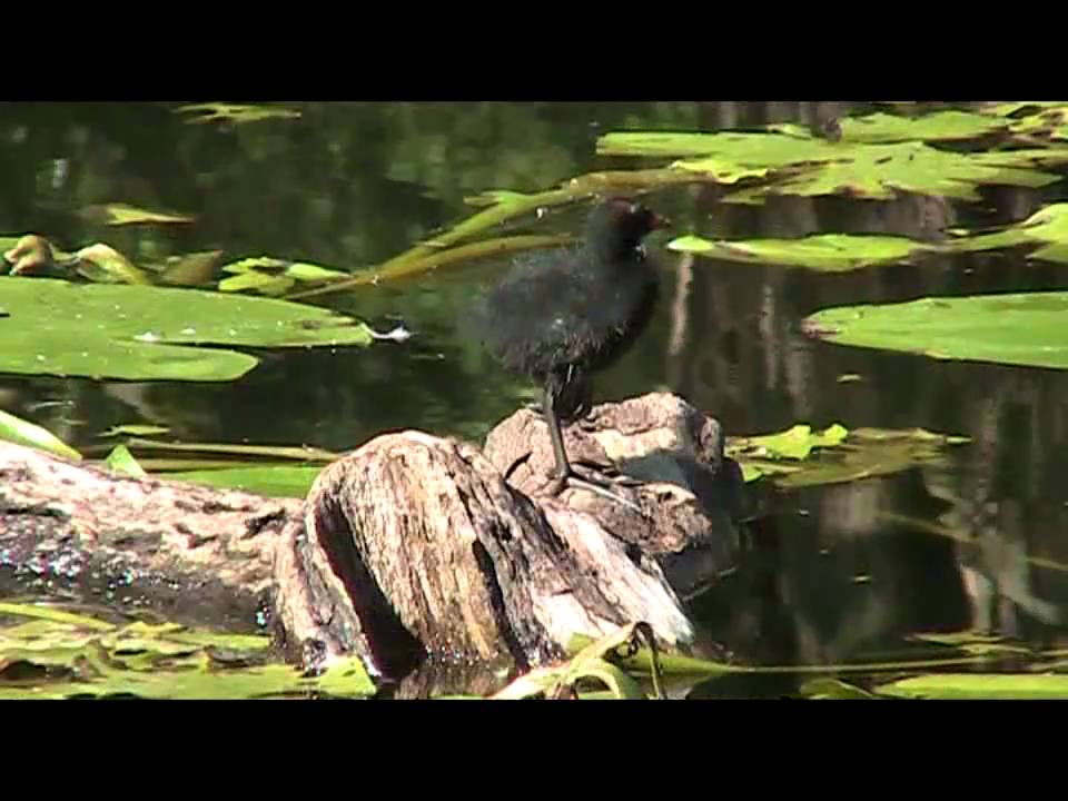 Moorhens in Witton Country Park in Blackburn