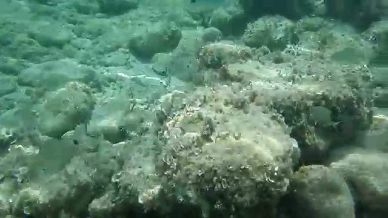 Schnorcheln auf Korfu im Mai 2014 HD