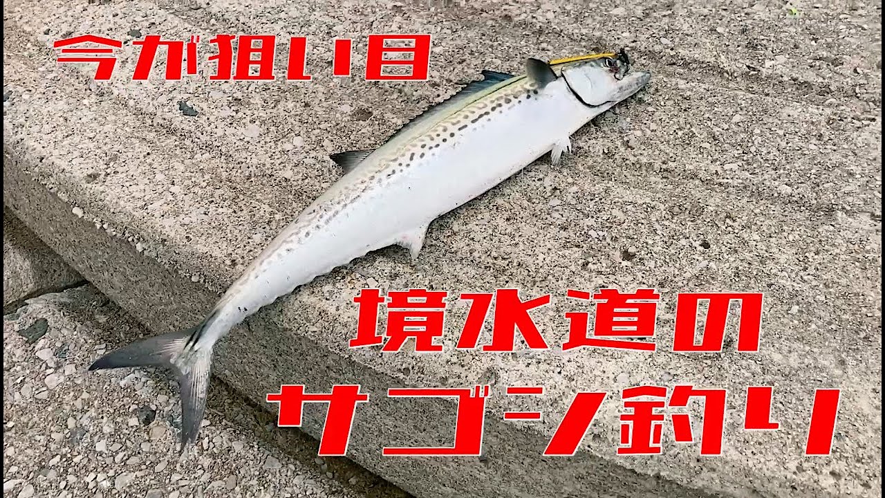 [山陰の釣り]　境水道のサゴシ釣り