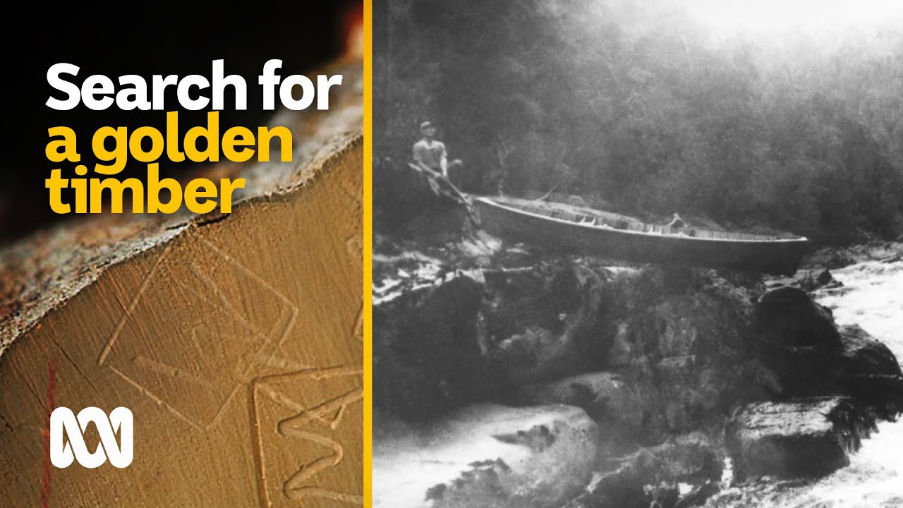 Huon pine wild river adventures and the search for a golden timber | Explore Aus | ABC Australia