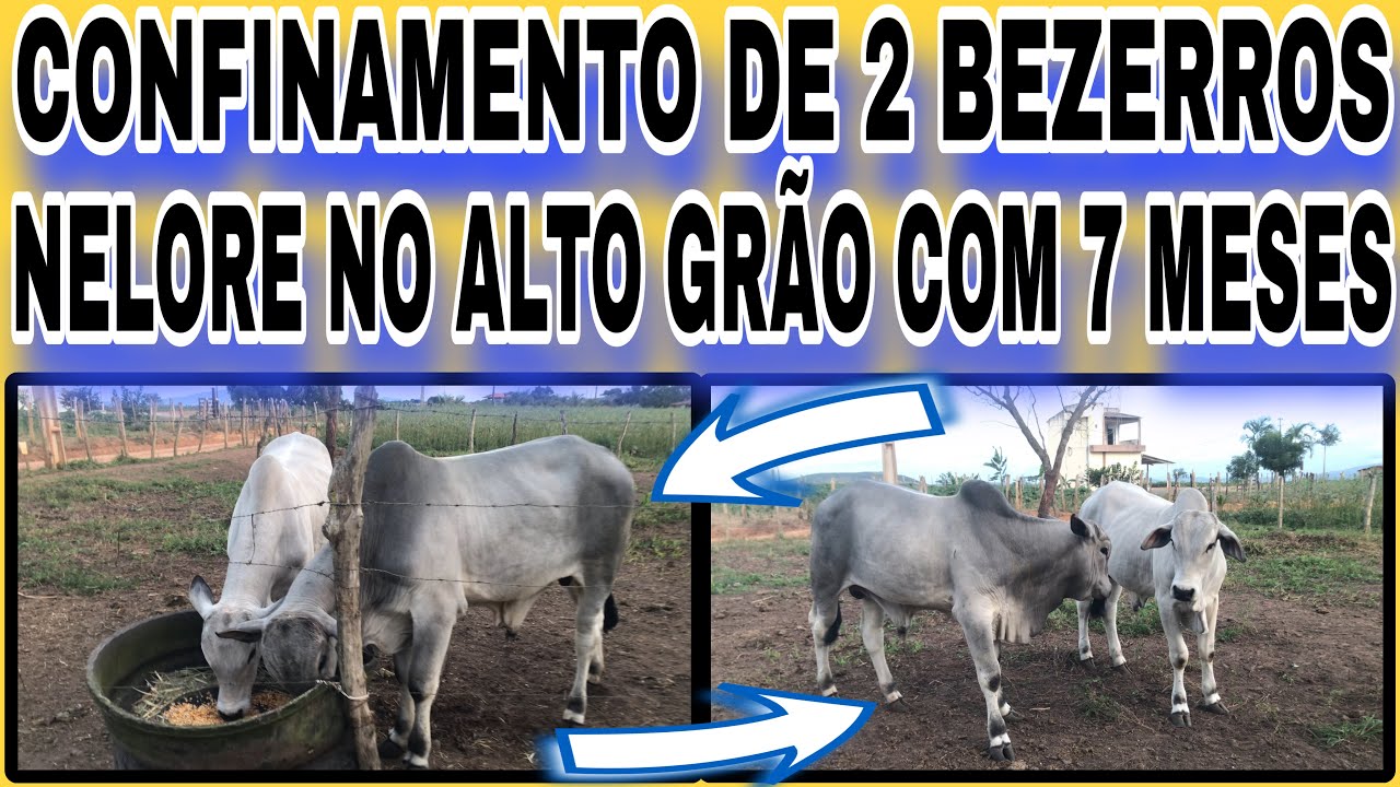 CONFINAMENTO DE 2 BEZERROS NELORE NO ALTO GRÃO COM 7 MESES