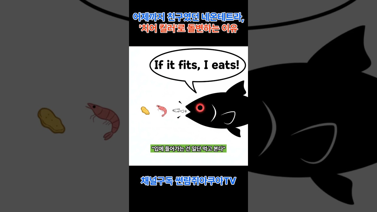 어제까지 친구였던 네온테트라 치어 킬러로 돌변하는 이유 #네온테트라 #구피합사 #치어 #물생활 #구피키우기