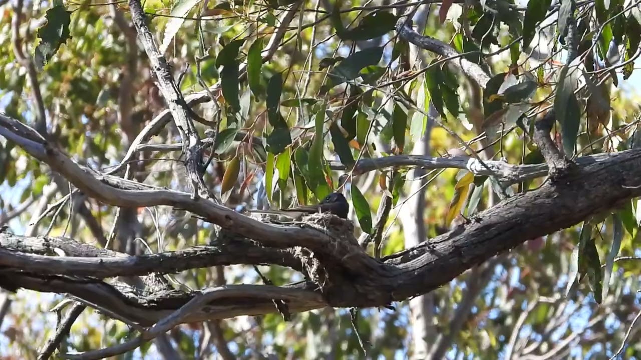 1/2 Satin Flycatchers Myiagra cyanoleuca nest building in Victoria on 3 December 2025, Part 1