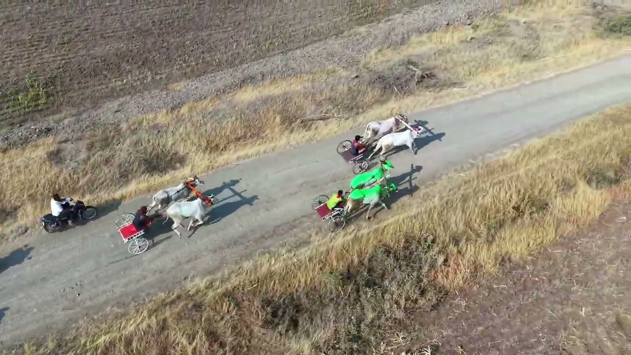 विष्णूवाडी नवतर आदत बैलगाडी शर्यत 