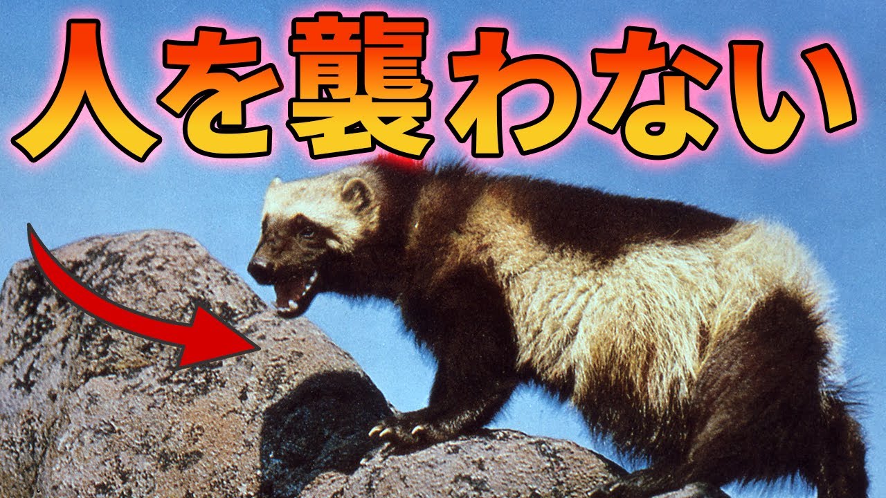 クズリが人を襲わない理由がこちら【解説動画】