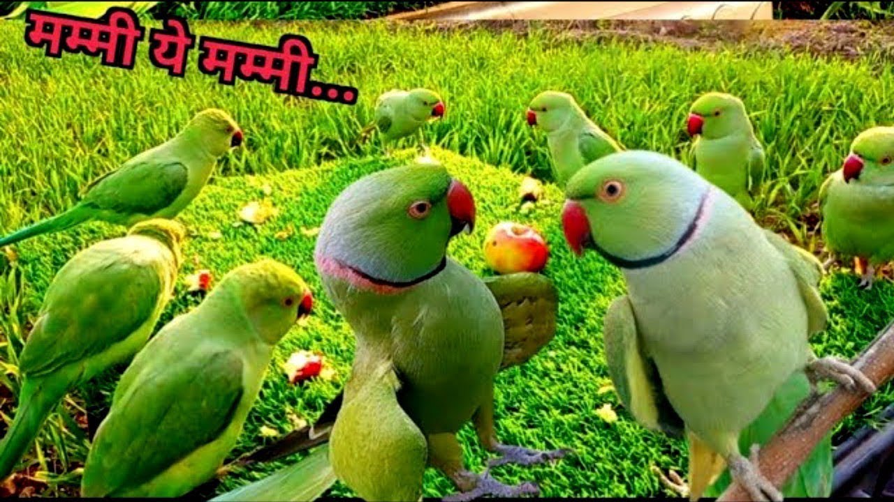 Ringneck Parrot Sounds Videos | Parrot Talking Videos | Green Parrot Talking | Parrot Voice 