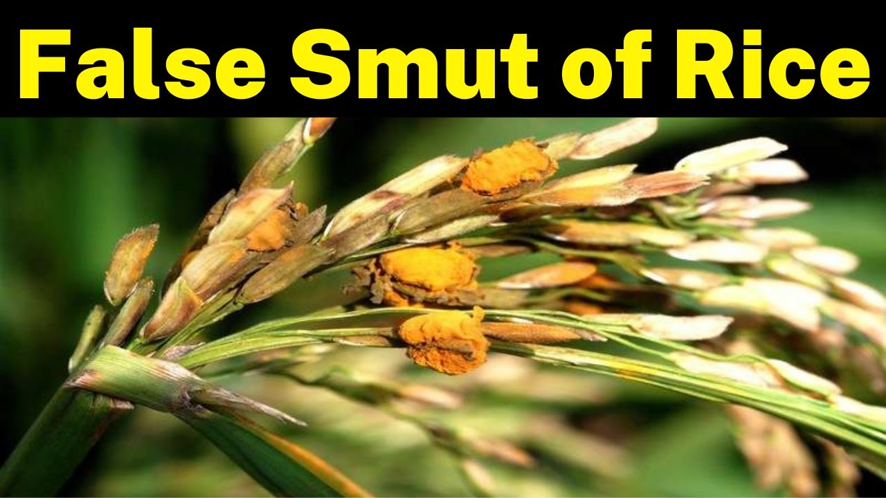 False Smut of Rice (How to identify and manage?) | False Smut of Paddy | Krishi Network