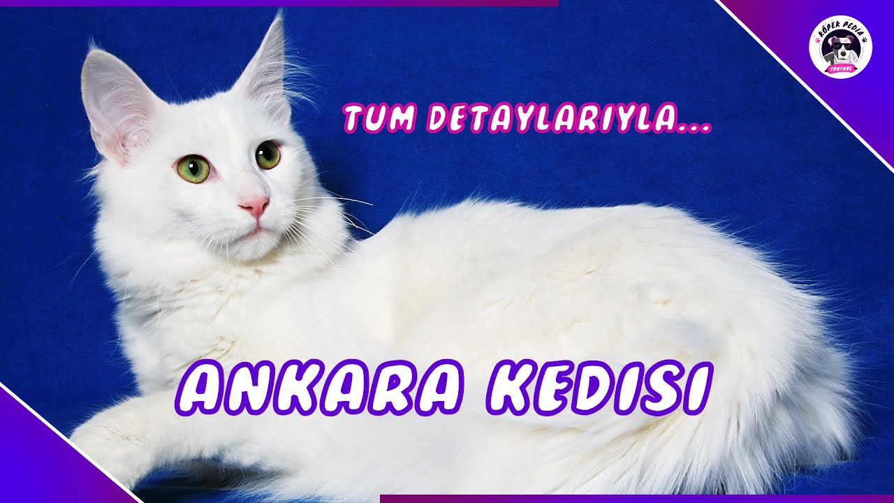 Ankara Kedisi Yavru (DEĞERİNİ BİLEMEDİĞİMİZ KEDİMİZ)