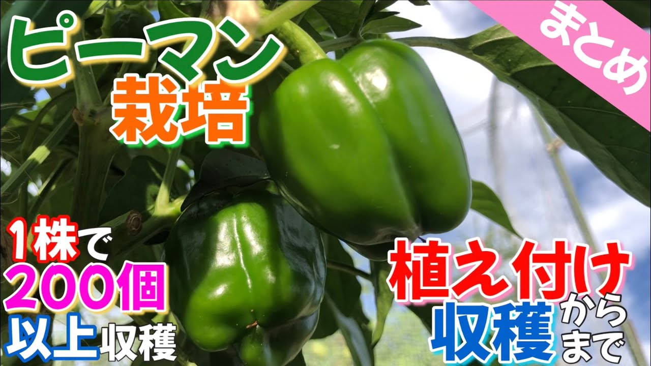 【まとめ】ピーマン栽培　植え付けから収穫まで