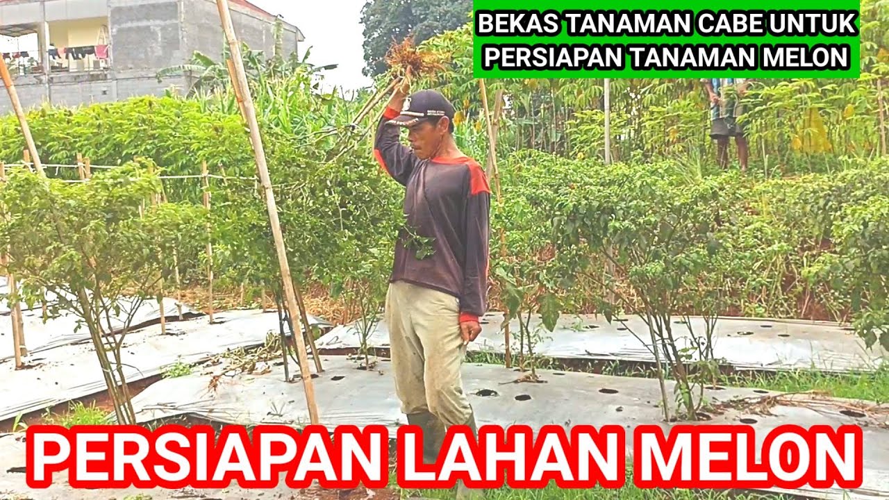⛔Proses Lahan Bekas !! untuk Persiapan Tanaman Melon