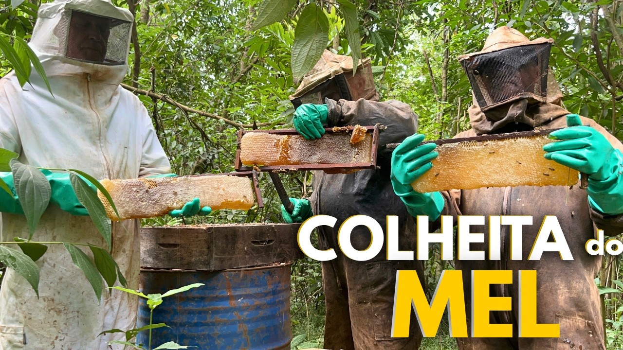 A Colheita de Mel do Seu Antônio Feita do Jeito Antigo | Caixas de Abelha na Mata Fechada