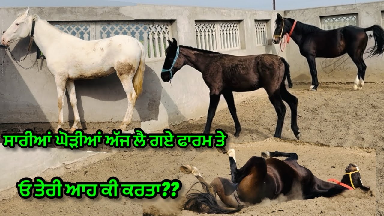 ਸਾਰੀਆਂ ਘੋੜੀਆਂ ਲੈ ਗਏ ਅੱਜ ਫਾਰਮ ਤੇ॥ਓ ਤੇਰੀ ਆਹ ਕੀ ਕਰਤਾ?#trending #horse #viral #pigeon #vlog #punjab 