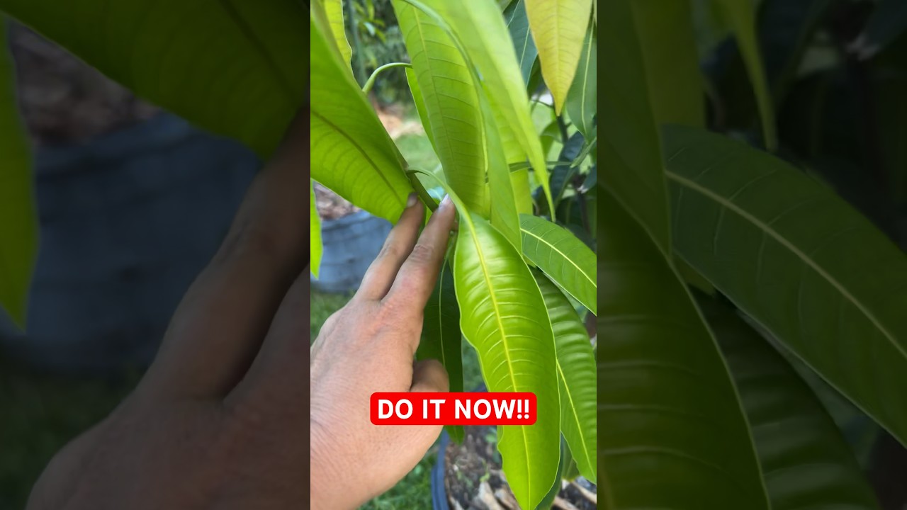 How to prune your mango tree, for a better production next season.