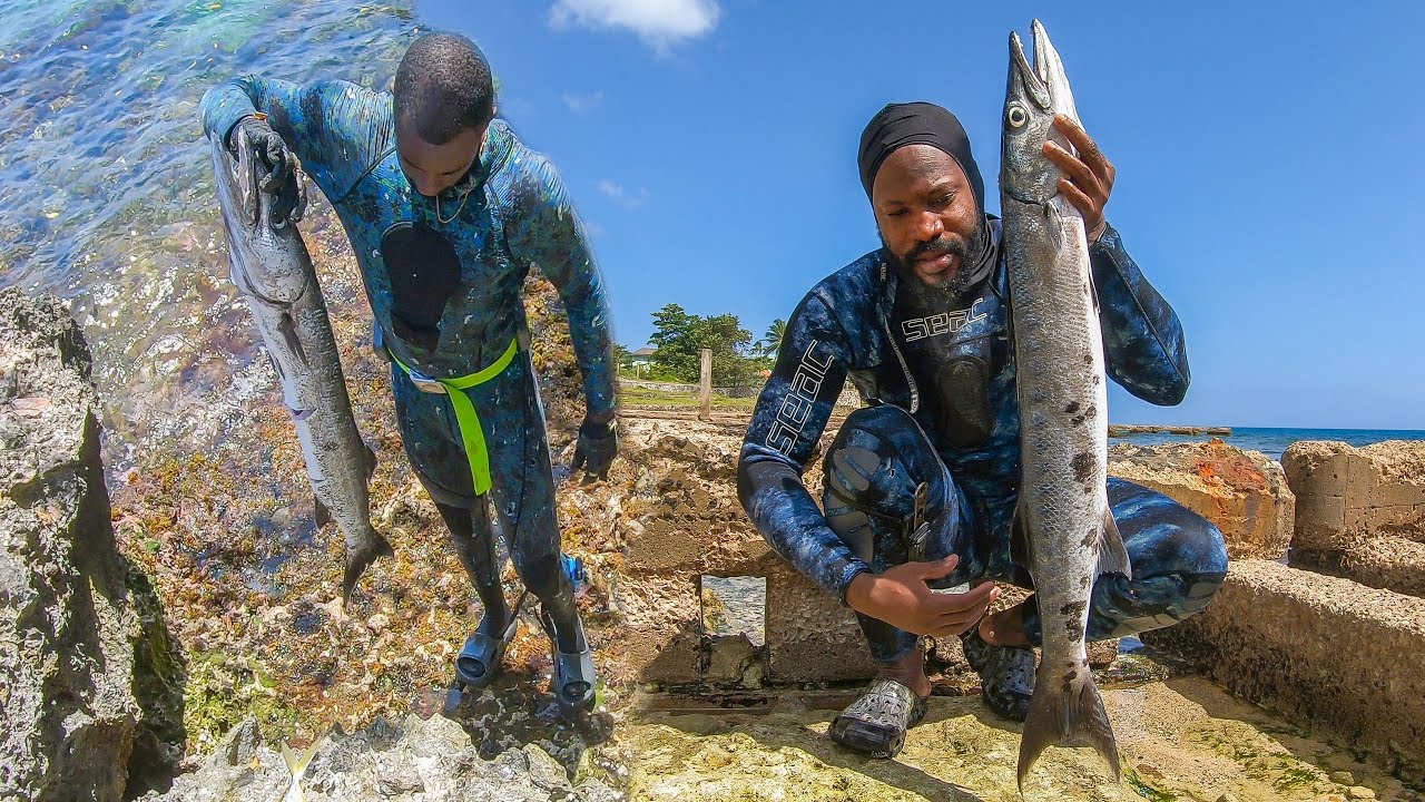 Successful Barracudas Hunting Inna Short Swim: Spearfishing Catch