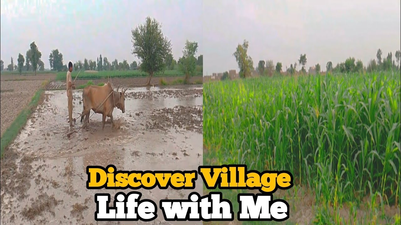 🌾 Rice Planting in the Village | Munji Vlog 🌾||Ahad Rana vloger ❣️