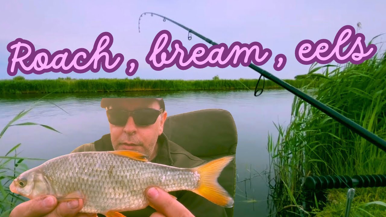 Coarse Fishing River thurne Norfolk broads evening session big roach bream eels ( loads of bites )