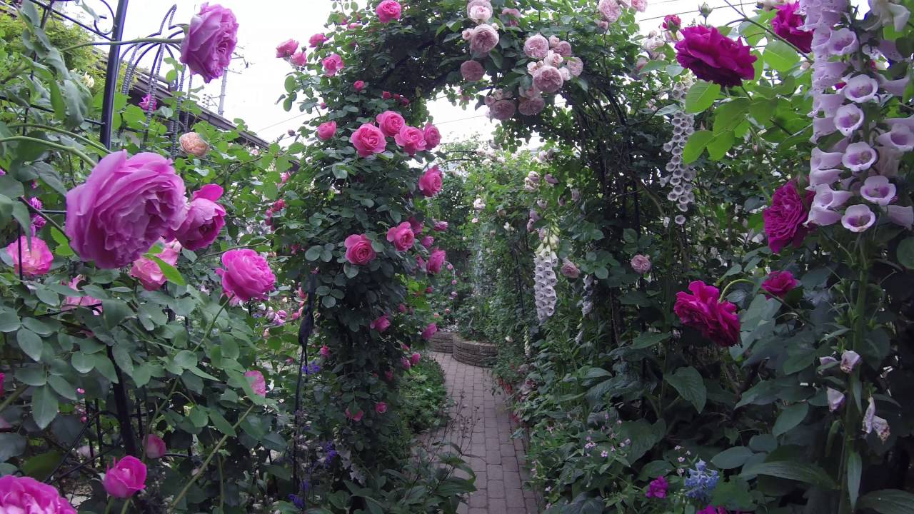 Open Garden 2016 Rose Wakaba Garden