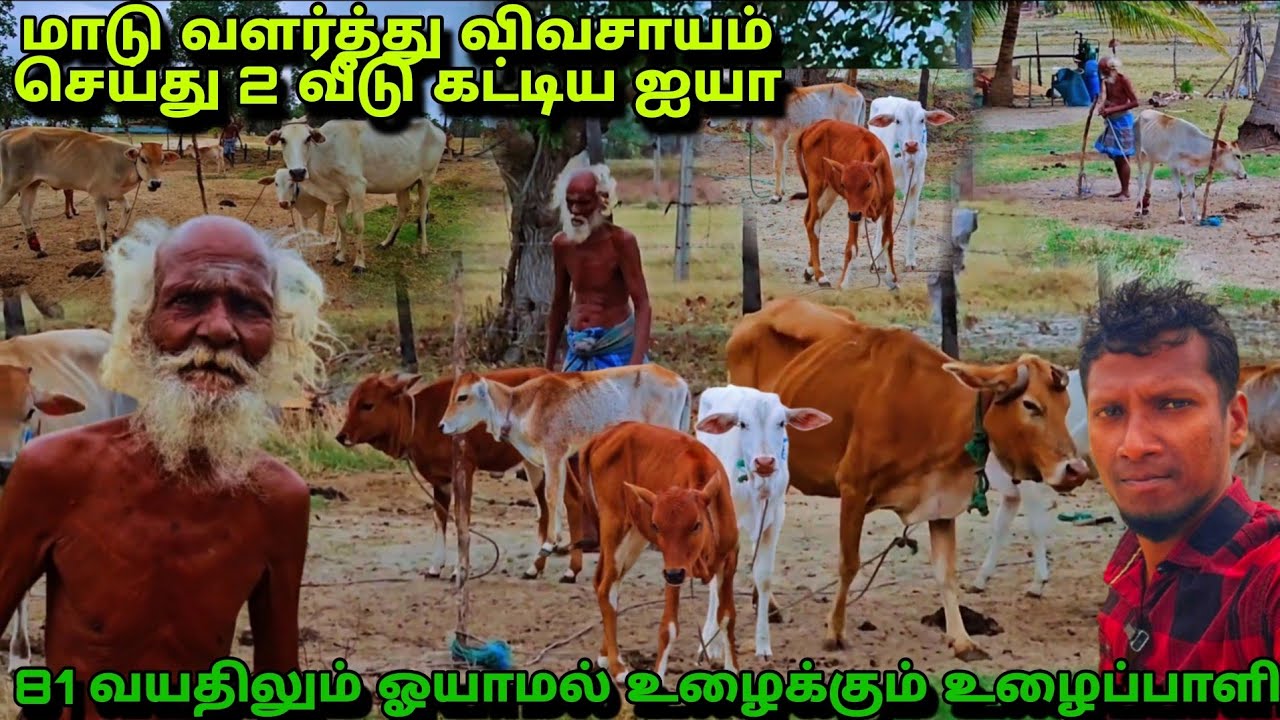 மாடு வளர்த்து விவசாயம் செய்து இரண்டு வீடுகள் கட்டிய 81 வயது உழைப்பாளி ஐயா @Spseelanvlogs126 