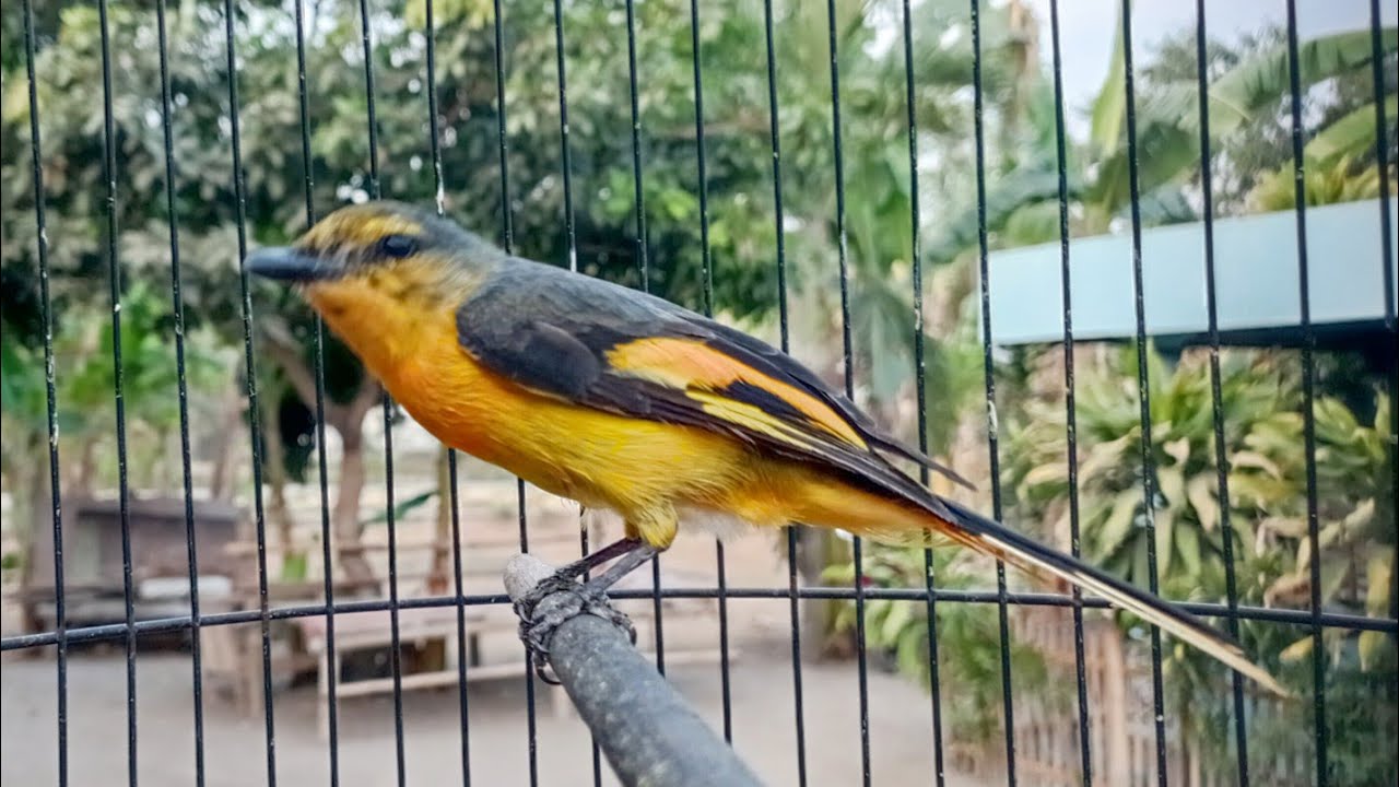 MANTENAN GUNUNG GACOR TEMBAKAN RAPAT COCOK UNTUK PENDAMPING BURUNG JUWARA