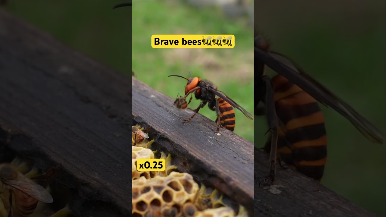 Giant Hornet Attack! Honeybees Unite to Protect Their Hive