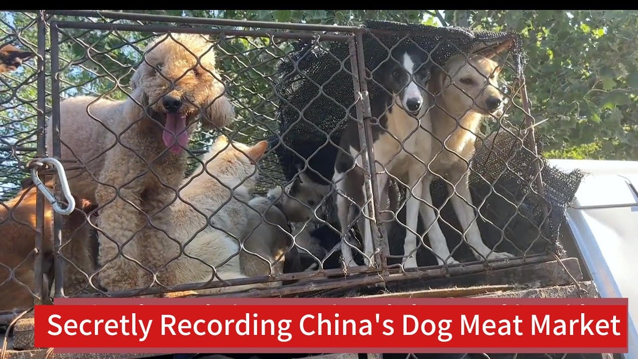 Secretly Recording a Dog Meat Market