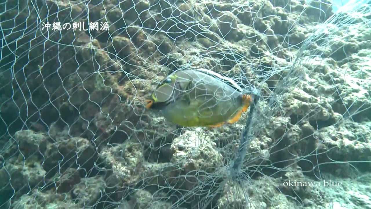 沖縄の刺し網漁映像