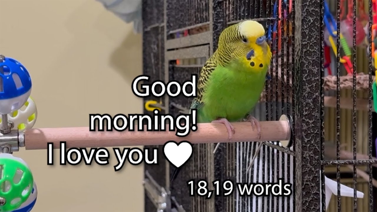 Good Morning! I love you! - Boba the Budgie - Talking Parakeet