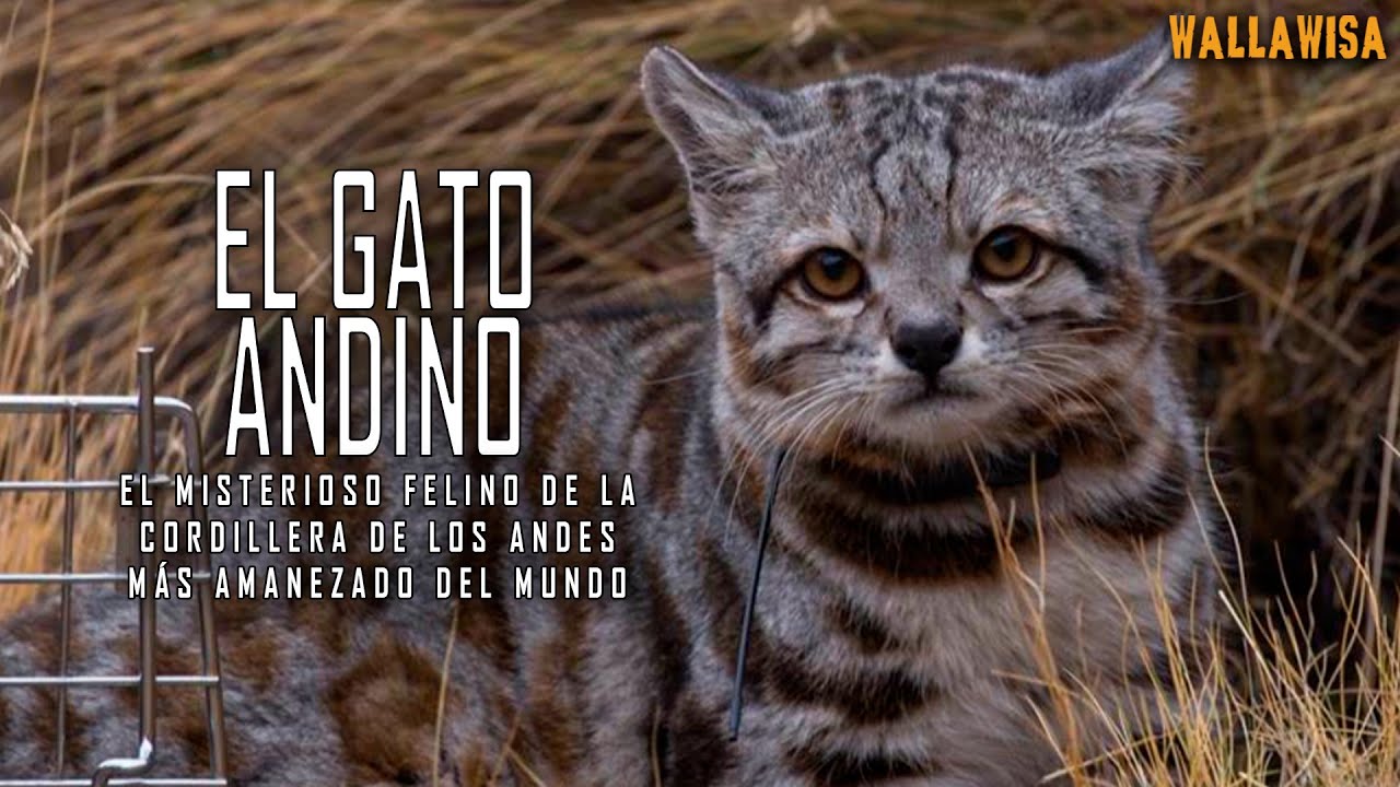 El Gato Andino: INSÓLITO, lo que no se sabe de uno de los felinos más amenazados del mundo