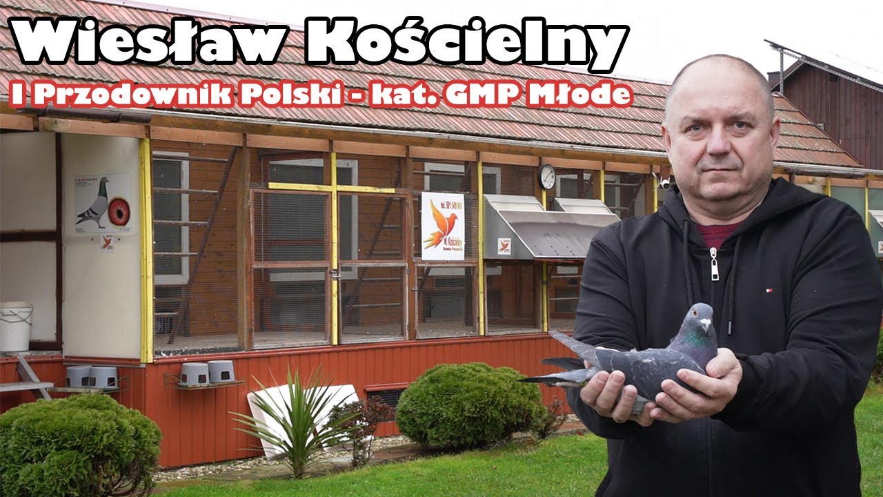 Wiesław Kościelny - 0313 Tarnobrzeg | 4 Hodowla Polski - kat. GMP Młode 2023!