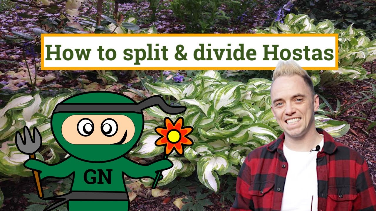 How to divide and split Hostas: beginners guide for free plants!
