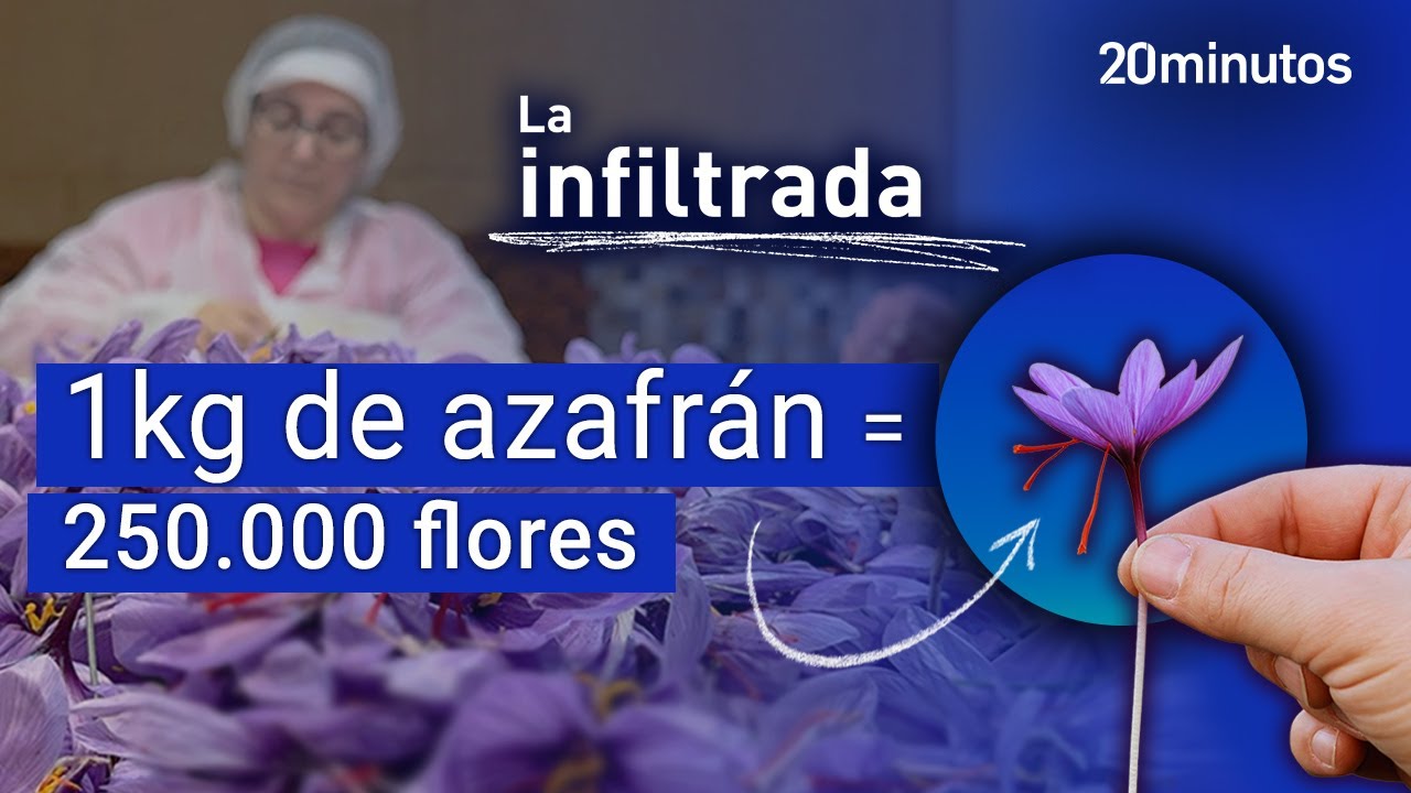 INFILTRADA en la recogida del tesoro lila de La Mancha: EL AZAFRÁN