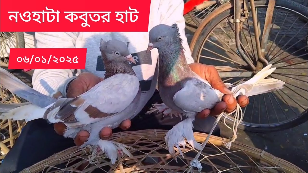 নওহাটা কবুতর হাট।।০৬/০১/২০২৫।।Naohata kobutor hat।।Pegeon price 2025।।
