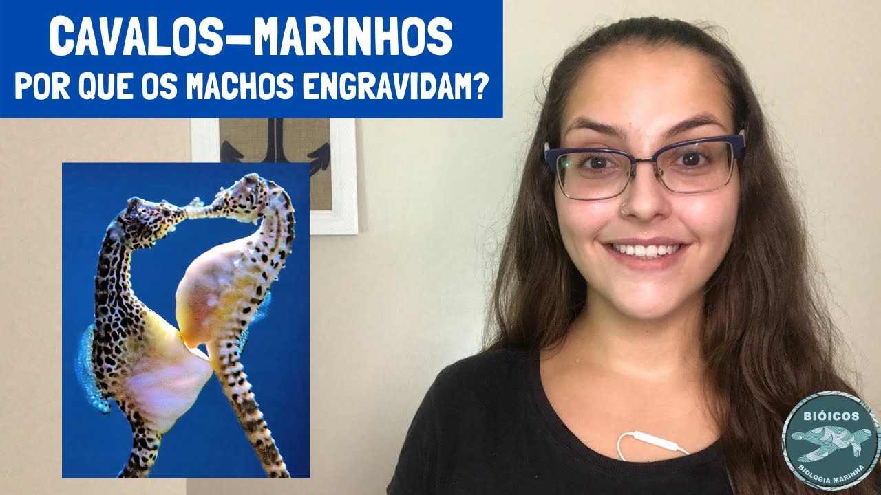 Cavalos-marinhos: por que os machos engravidam? - Biologia Marinha em Revista #8