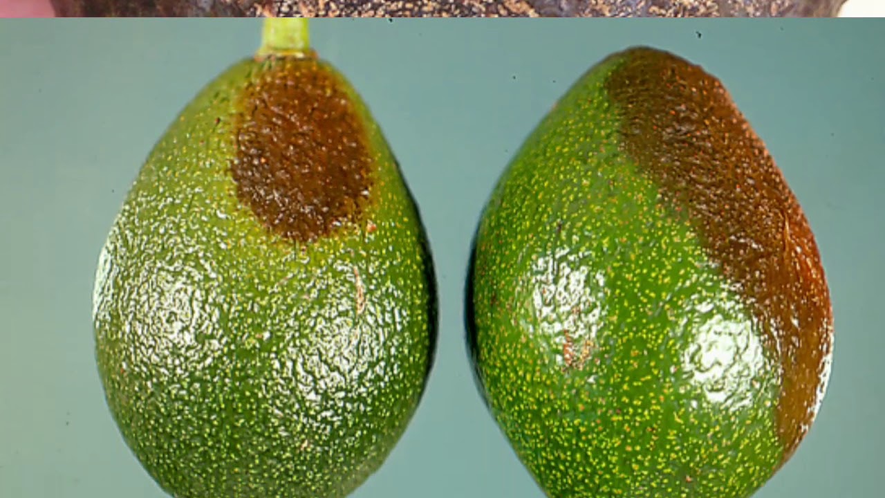 Avocado Tree Diseases and Pests | Management