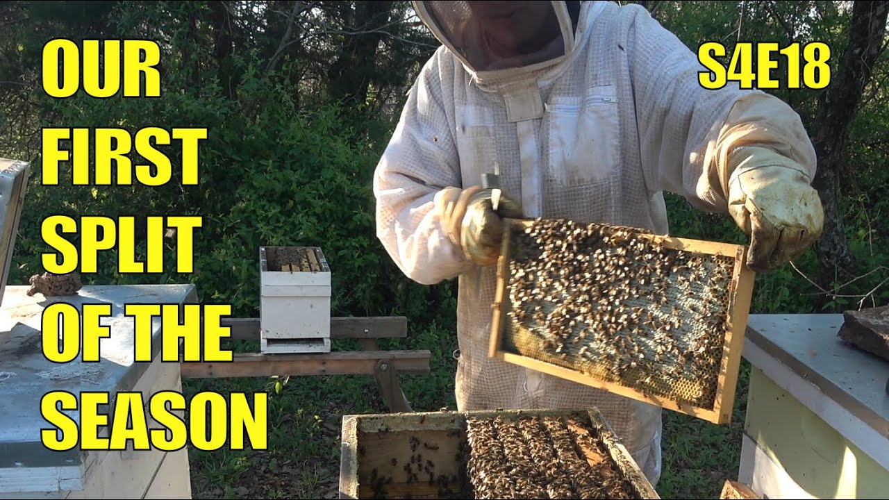 First Split of the Season S4E18 #Beekeeping