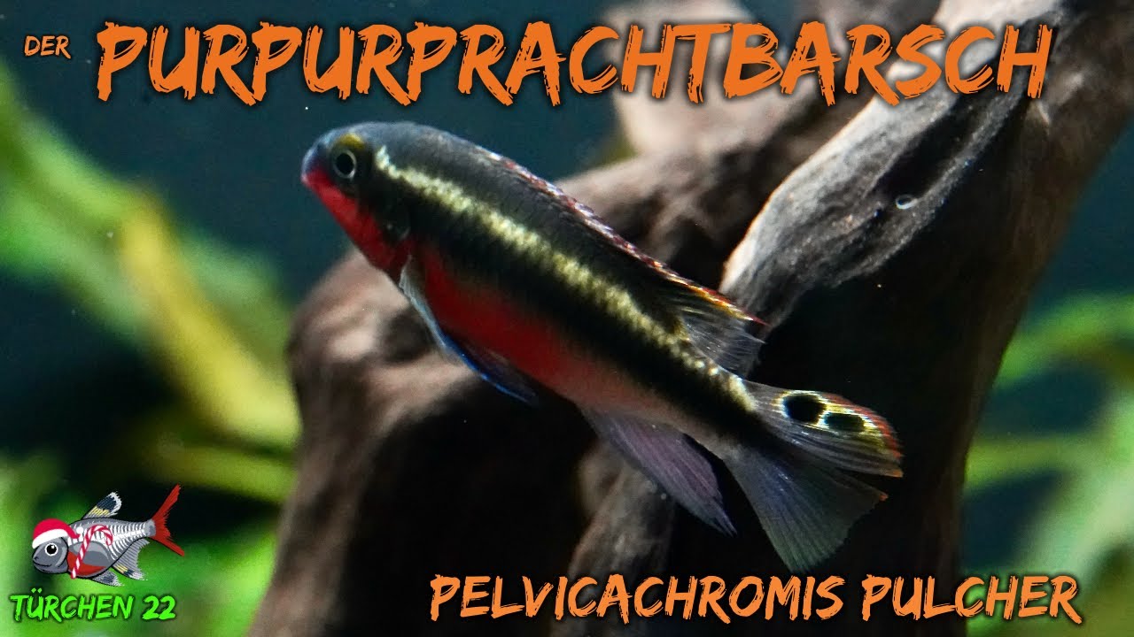 Der Purpurprachtbarsch - Pelvicachromis pulcher | ADVENTdicted! Adventskalender| Türchen 22