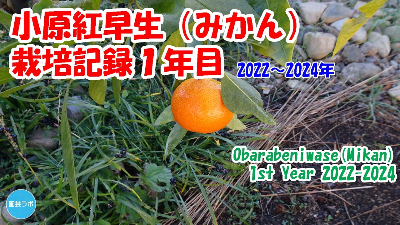 【みかん】小原紅早生の栽培記録1年目 / Obarabeniwase(Mikan) 1st Year 2022-2024