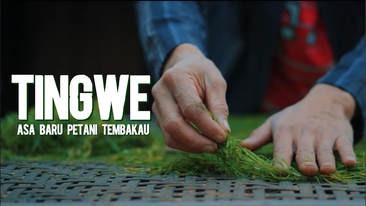Tingwe: Racik Tembakau Mandiri yang Kian Digemari