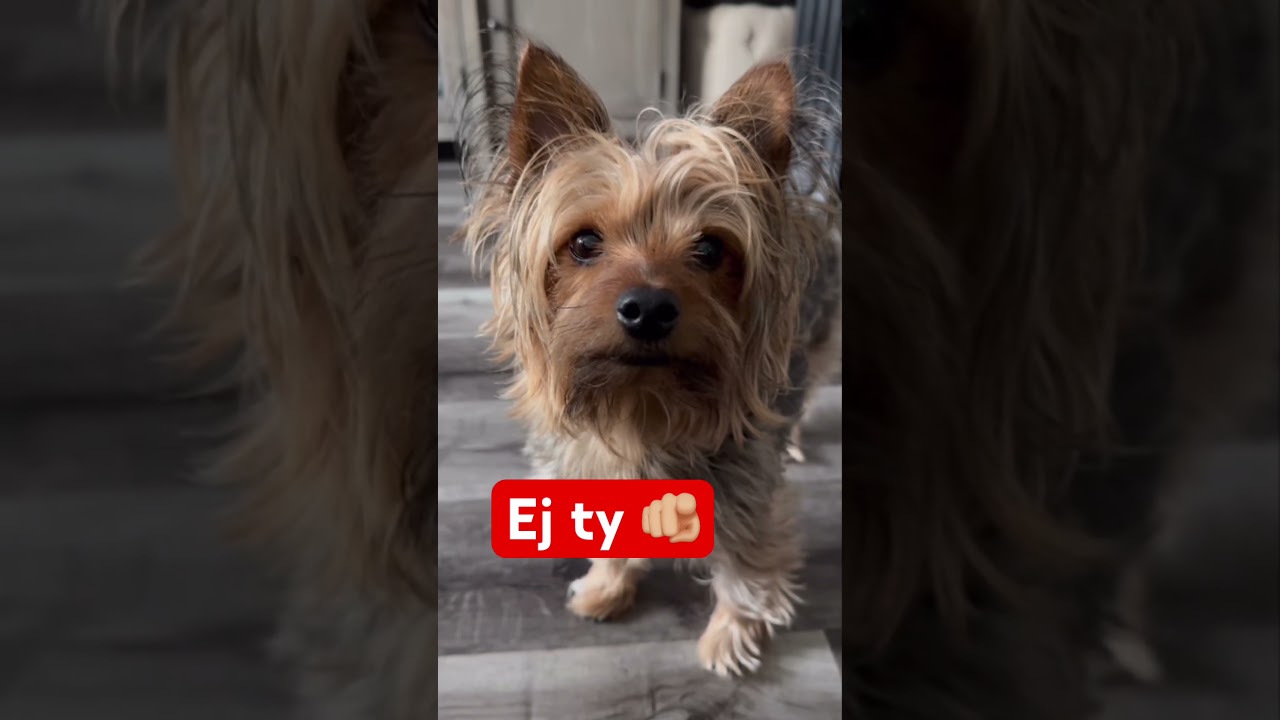Ej ty 🫵🏼 #zwierzaki #szorty #pies #śmieszne #śmiesznezwierzęta #humor #ytshorts