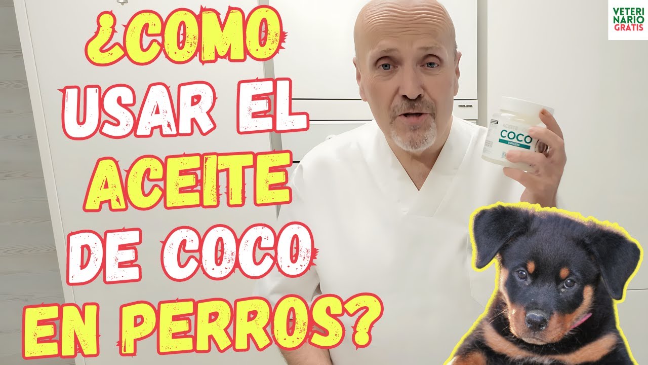 🥥 &iquest;COMO USAR EL ACEITE DE COCO PARA PERROS? 🥥