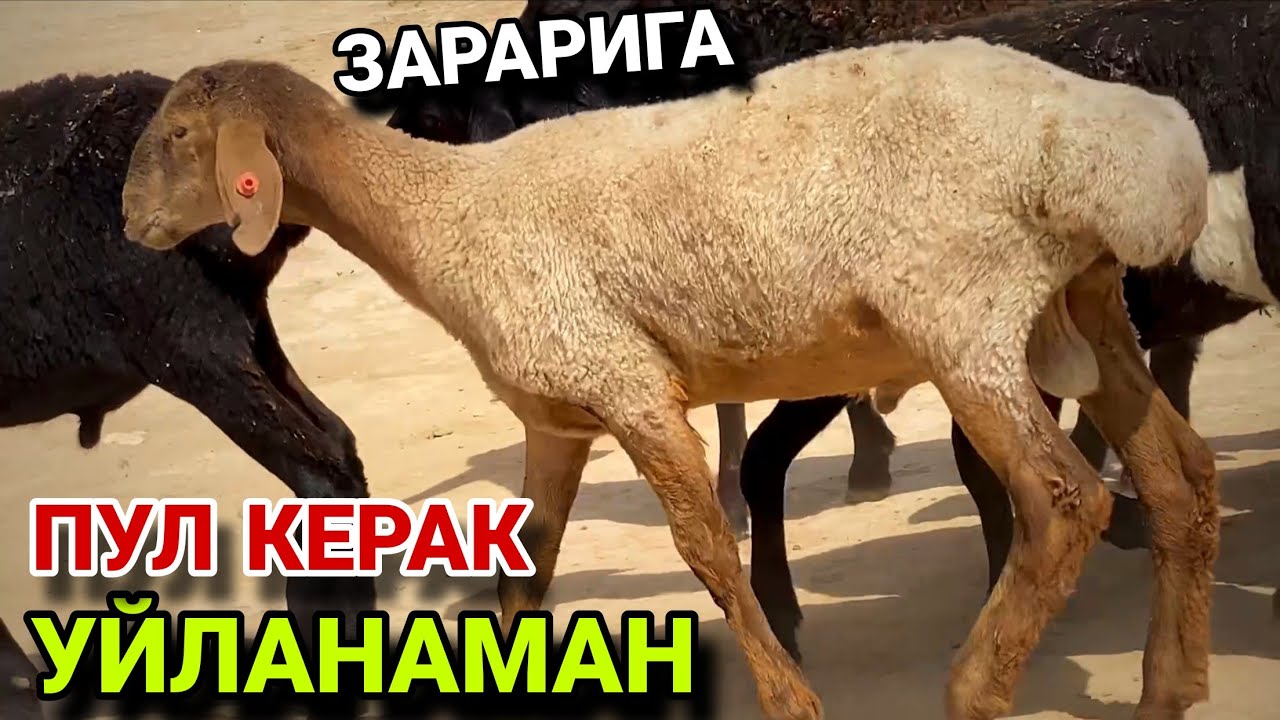 ТЕКИН БЕРОЛМАЙМАН ПУЛ ЗАРУР! ГУЗОР МОЛ БОЗОРИ ДЕХКОНДАН ЯНГИ ВИДЕО! 