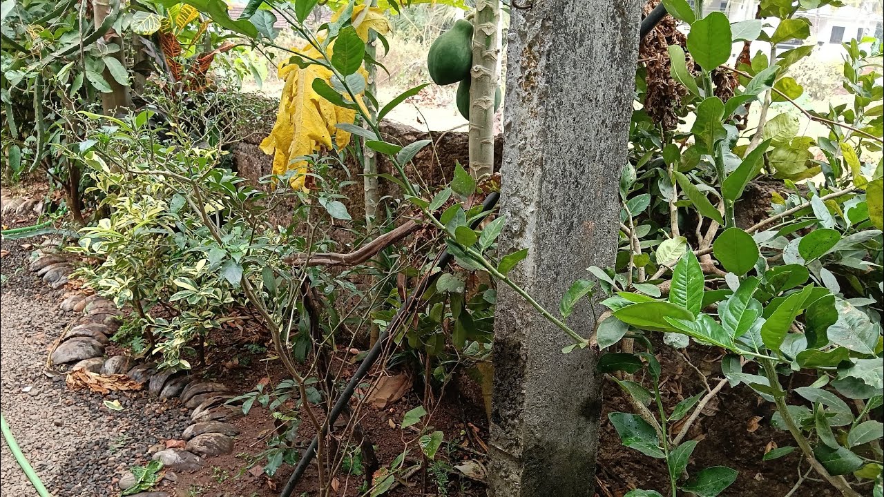 വീട്ടുമുറ്റത്തെ ഫ്രൂട്ട്സ് തൈകൾക്ക് ഒരു മേക്കോവർ(A Makeover for your backyard fruit plants)