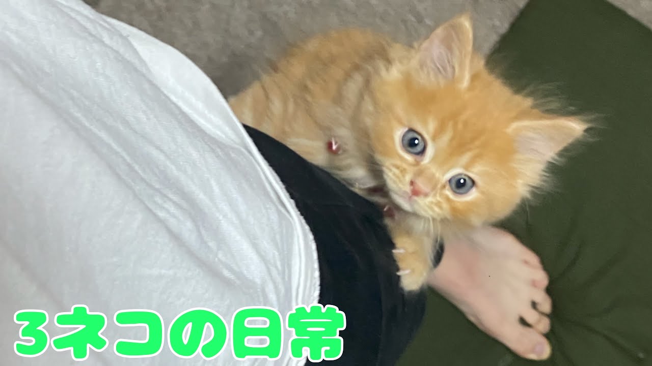 すくすく育つ3匹