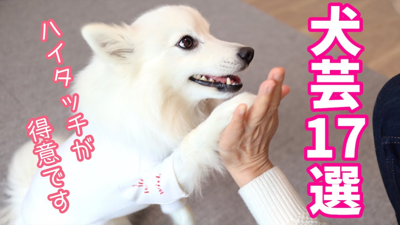 【犬芸】日本スピッツちぃ。ができる17のコマンド（トリック） / 17 Dog Tricks This Japanese Spitz Can Do.
