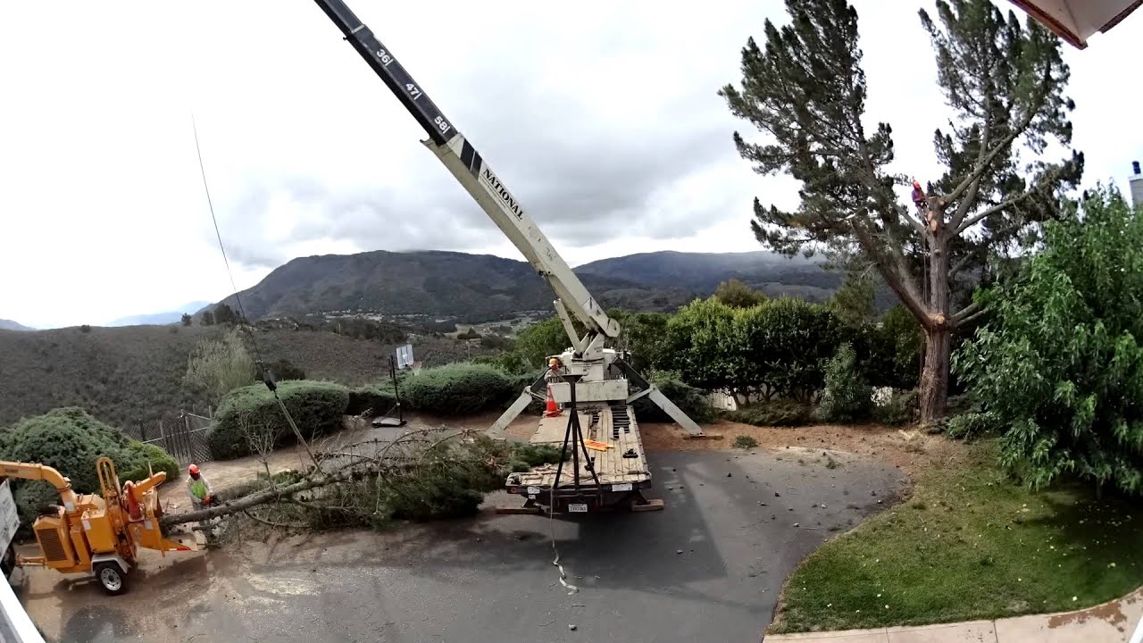 Front Yard Tree Removal Time-lapse