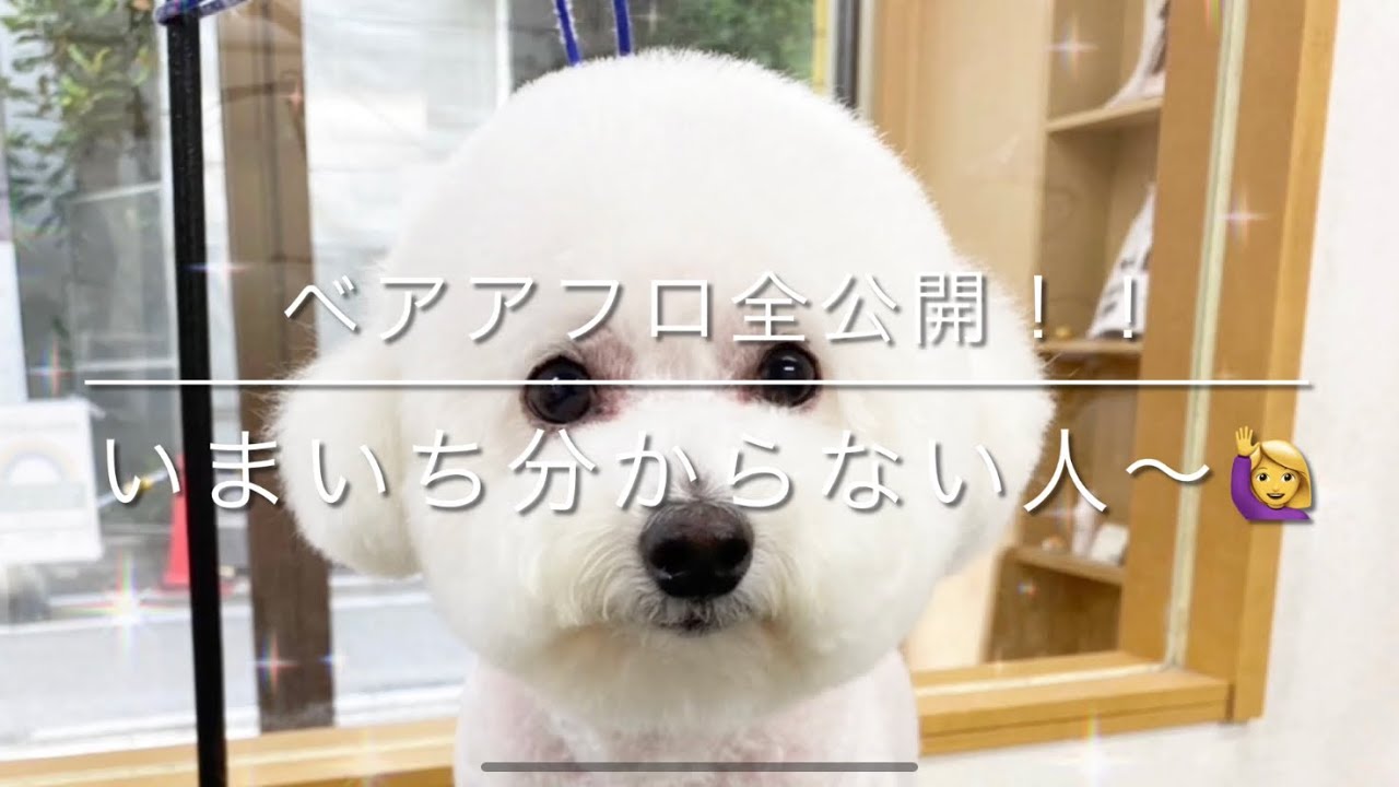 【トリミング　顔カット】「ベアアフロ全公開、いまいち分からない人〜🙋‍♀️」ポイント解説付き　toypoodle