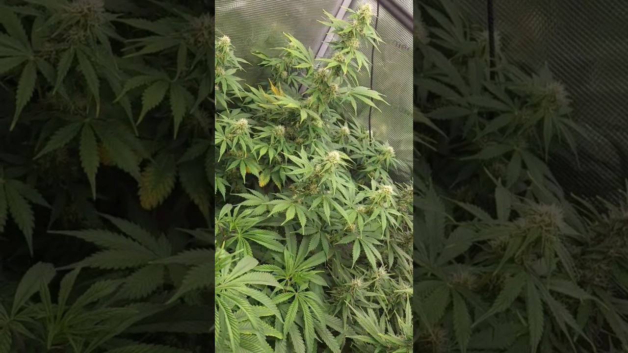 Pink Rozay, Do-Si-Dos from Last Year #ouid #cannabiseducation #cannabisawareness #cannabistherapy